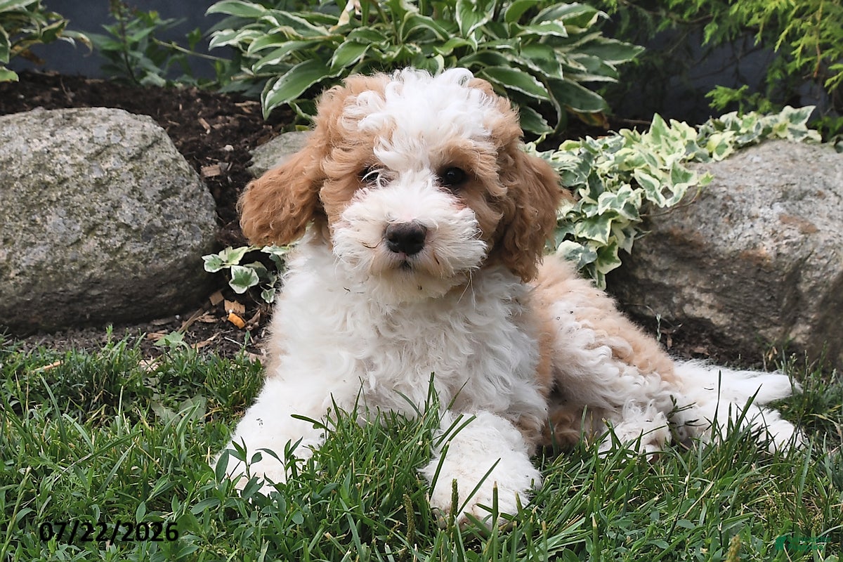 Mini Bernedoodle dogs Misty - Ad 2