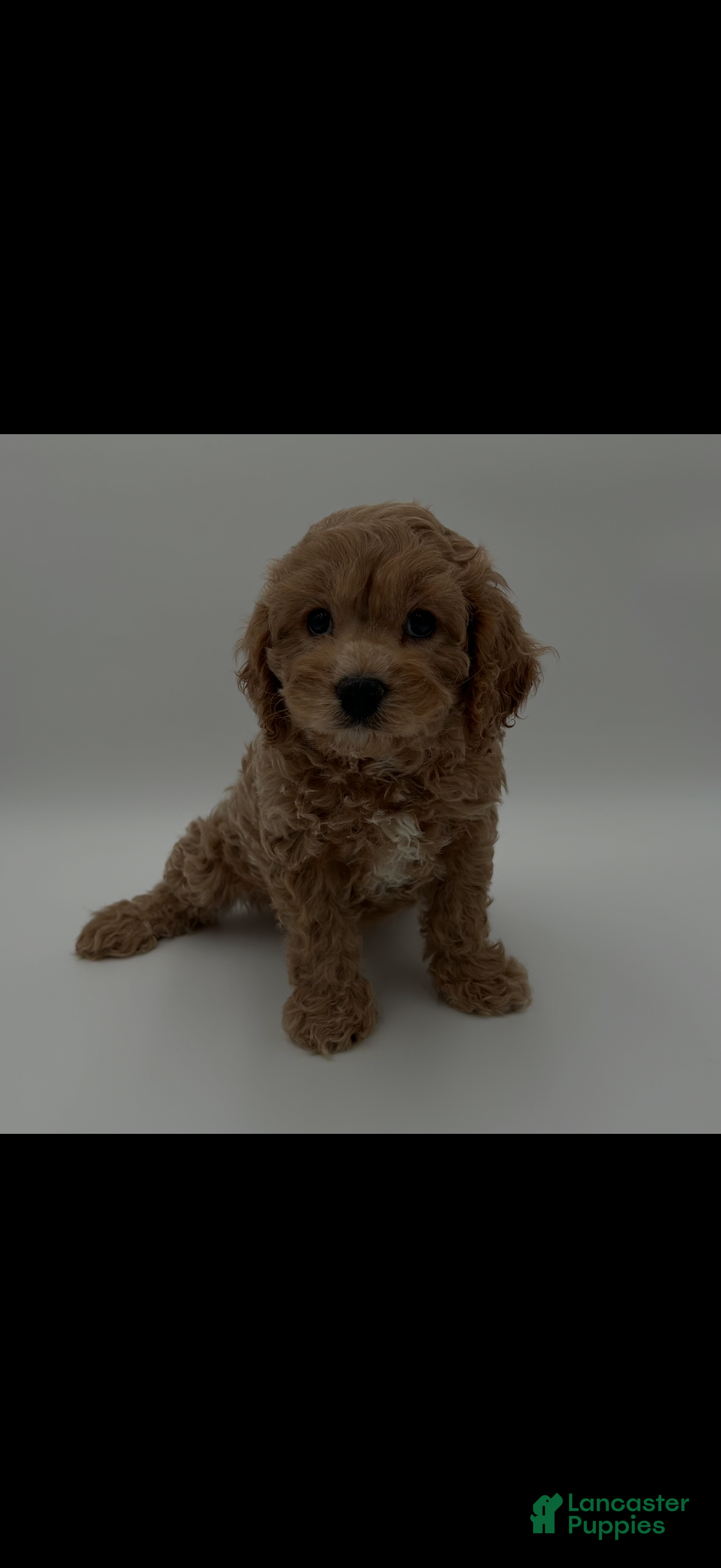 Cavapoo dogs Cavapoo Puppy 1 - Ad 15
