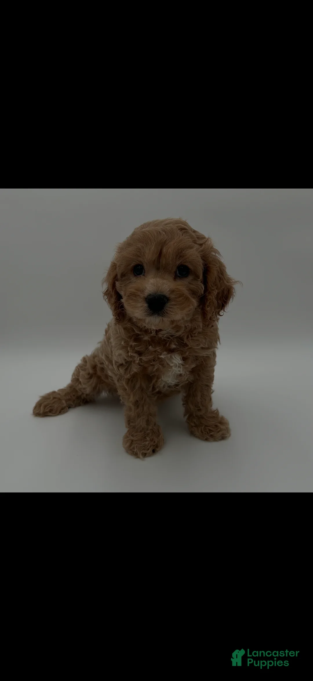 Cavapoo dogs for sale: Cavapoo Puppy 1 - Ad 1