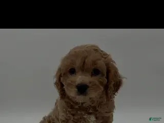 Cavapoo dogs Cavapoo Puppy 1 - Ad 15