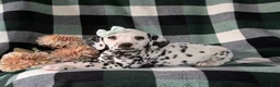Dalmatian dogs for sale: Kristy - Ad 4