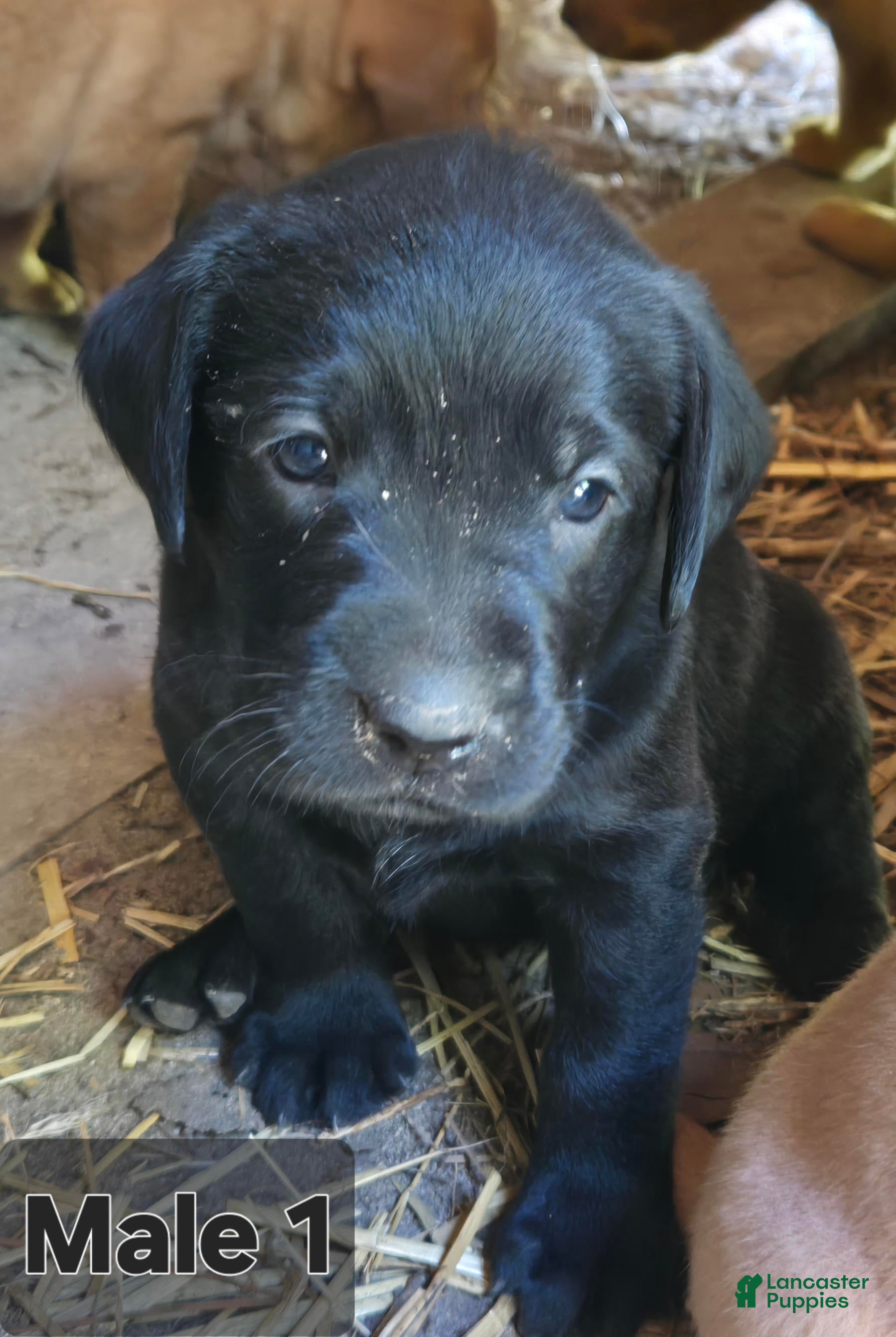 Labrador Retriever dogs Labrador Retriever Male 1 - Ad 7