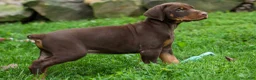 Doberman Pinscher dogs for sale: Gus 🐾 - Ad 18