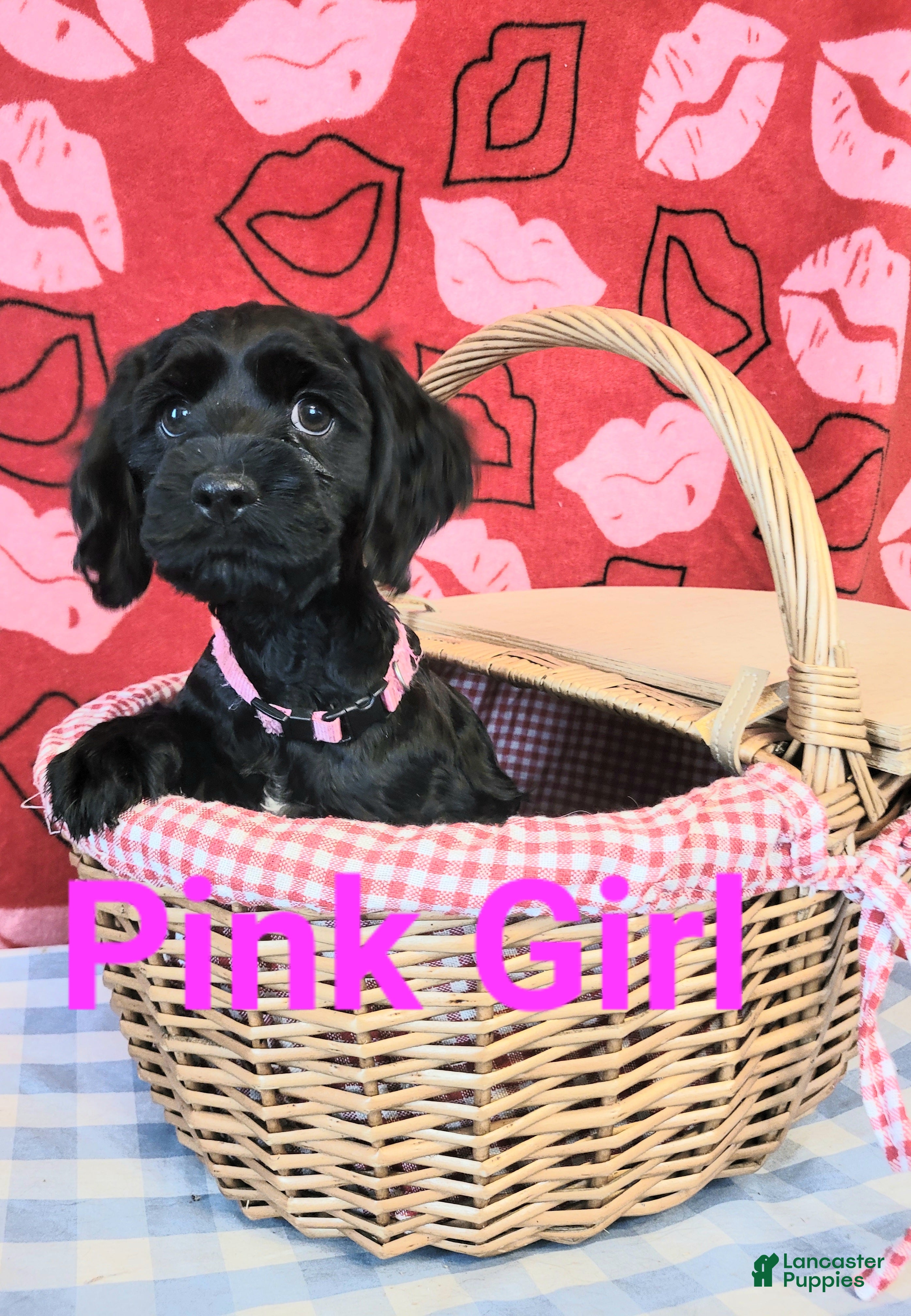 Cockapoo dogs Pink Girl  - Ad 23