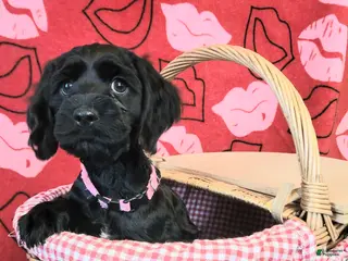 Cockapoo dogs Pink Girl - Ad 17