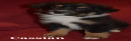 Miniature Australian Shepherd dogs for sale: Male #2 - Cassian - Ad 7