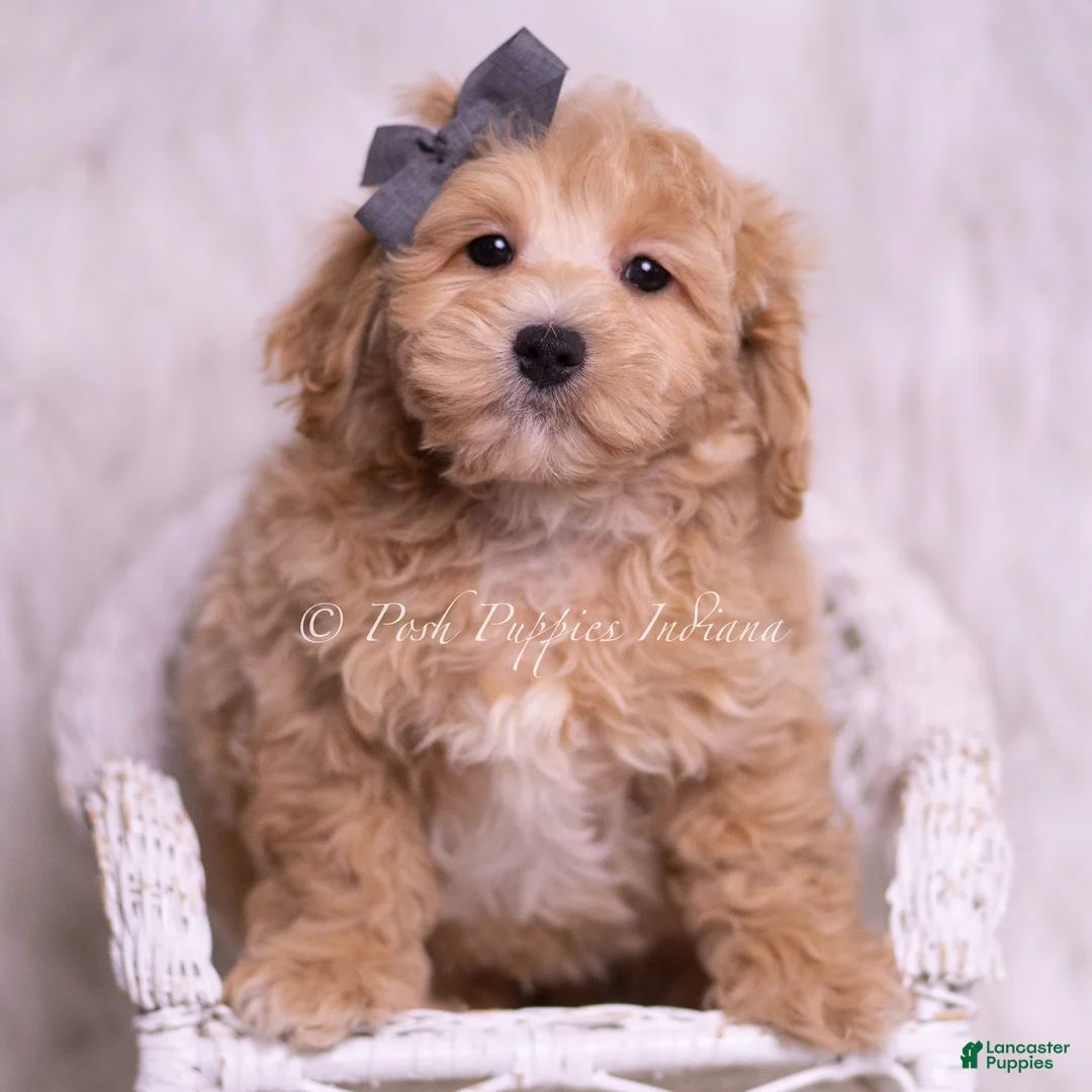 Maltipoo dogs for sale: Jako - Ad 2