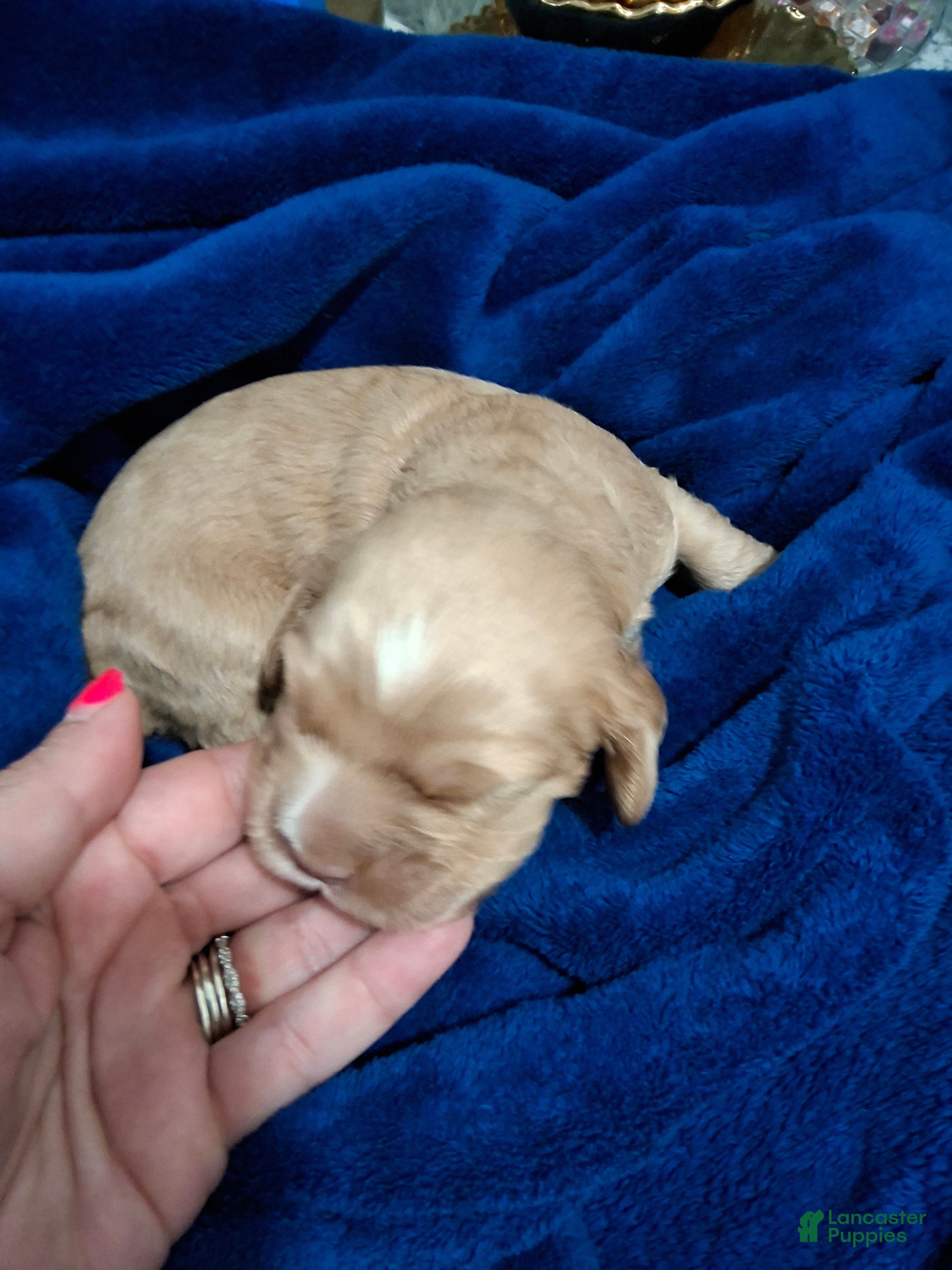 Cocker Spaniel dogs Cocker Spaniel Puppy 1 - Ad 2