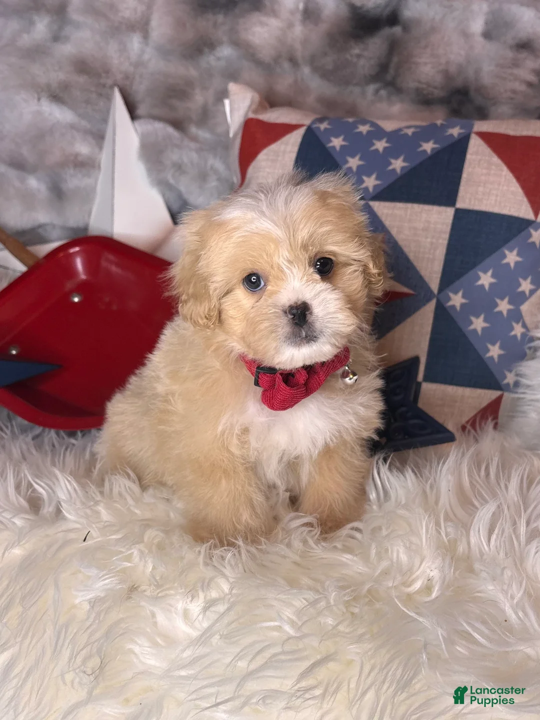 Pekapoo dogs for sale: Woody - Ad 2