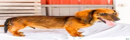 Miniature Dachshund dogs for sale: Bryce - Ad 3