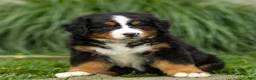 Bernese Mountain Dog dogs for sale: Bryan Bernese Mountain Dog  - Ad 9