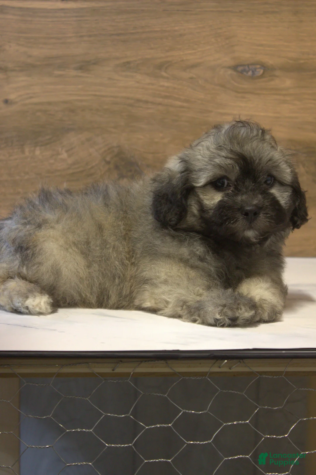 Teddy Bear dogs for sale: Remy  - Ad 3