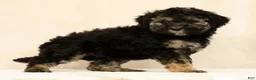 Mini Bernedoodle dogs for sale: Sadie - Ad 5