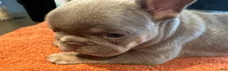 French Bulldog dogs for sale: Blue_M_2026 - Ad 3