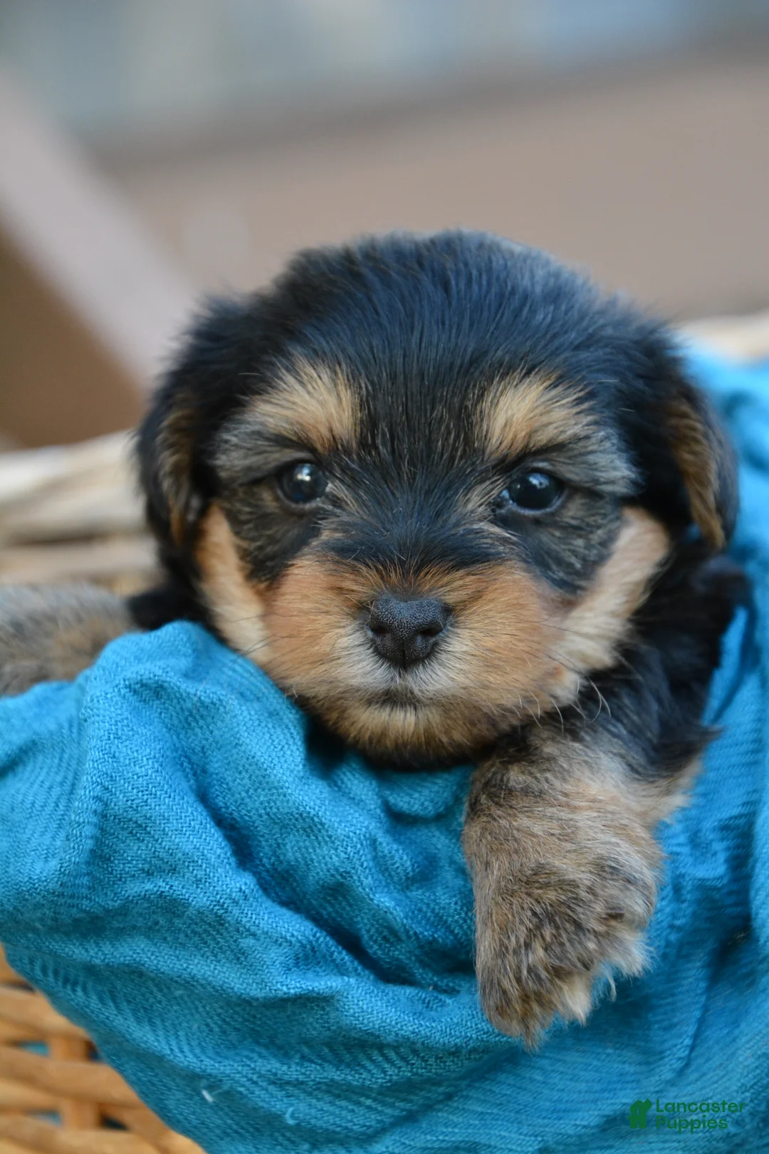 Yorkshire Terrier dogs for sale: Jackie - Ad 1