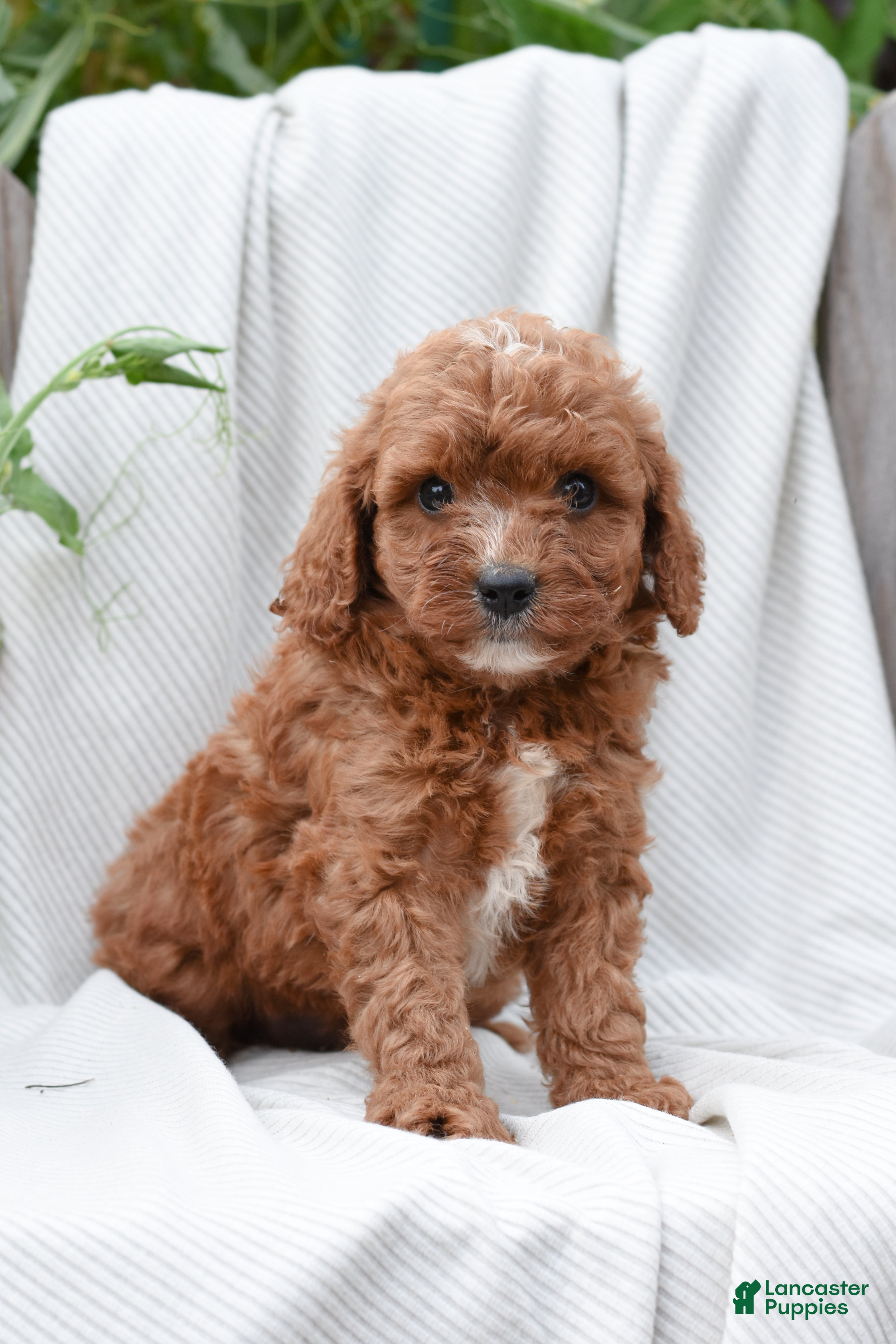 Cavapoo dogs Mateo - Ad 1
