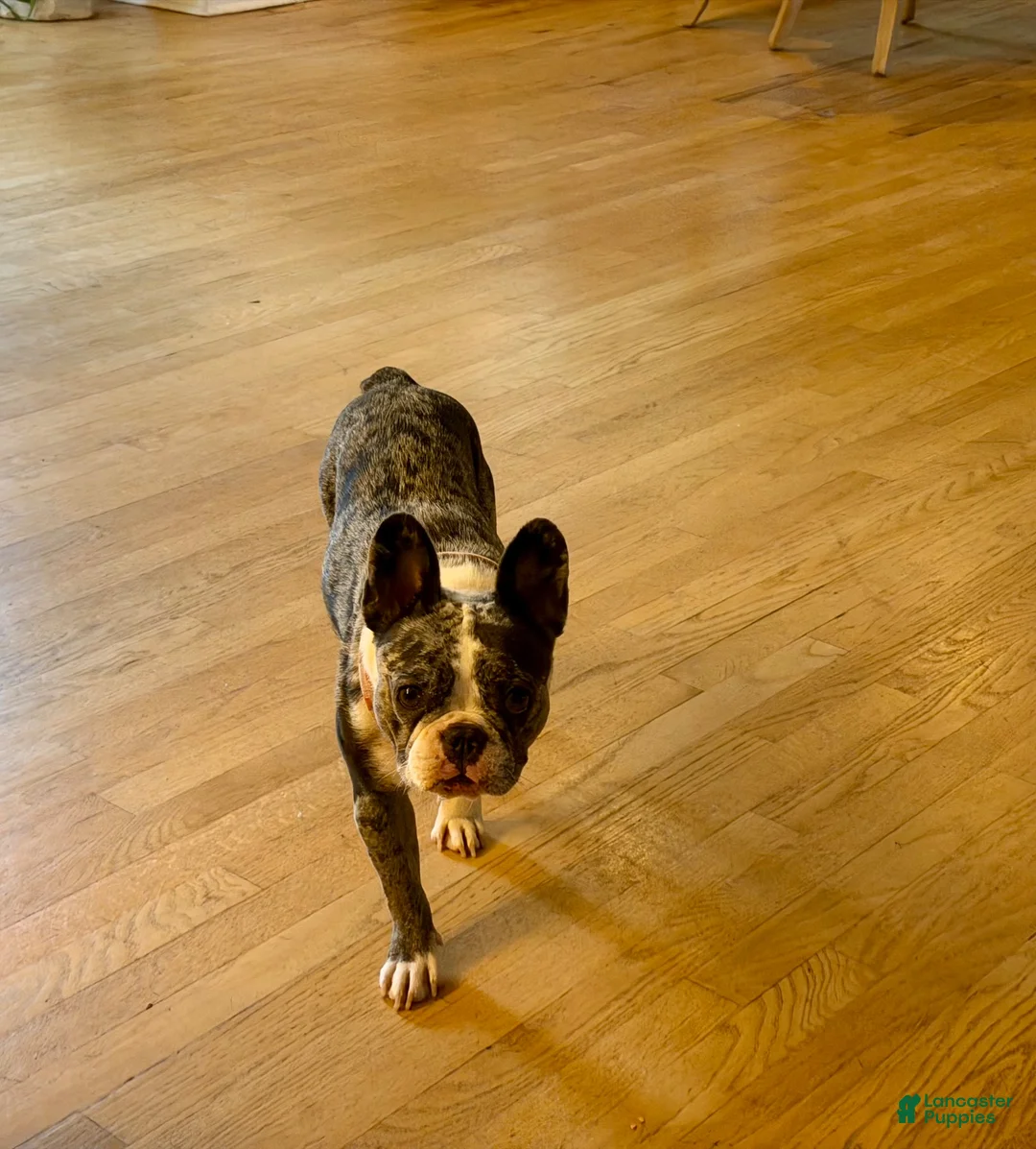French Bulldog dogs for sale: Violet  - Ad 4