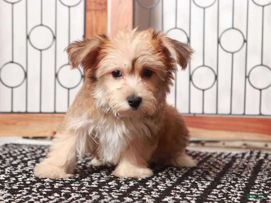 Yochon dogs for sale: Hudson - Ad 3