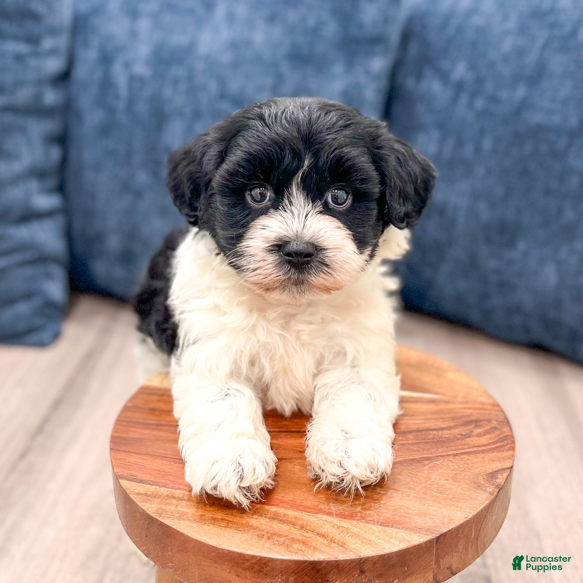 Havanese dogs Harry - Ad 2
