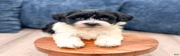 Havanese dogs for sale: Harry - Ad 2