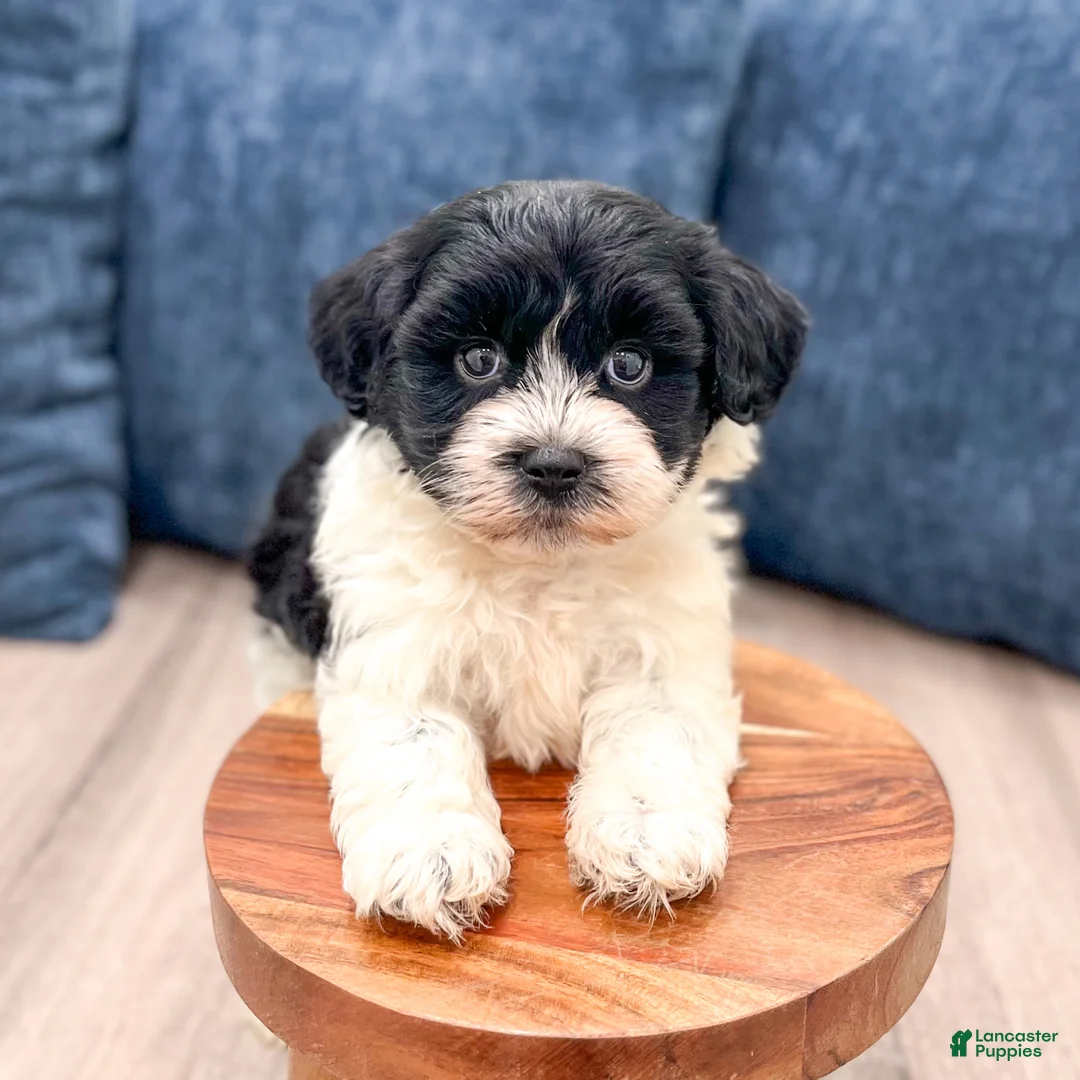 Havanese dogs for sale: Harry - Ad 2