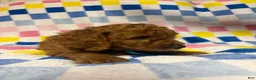 Mini Goldendoodle dogs for sale: Jeff - Ad 3