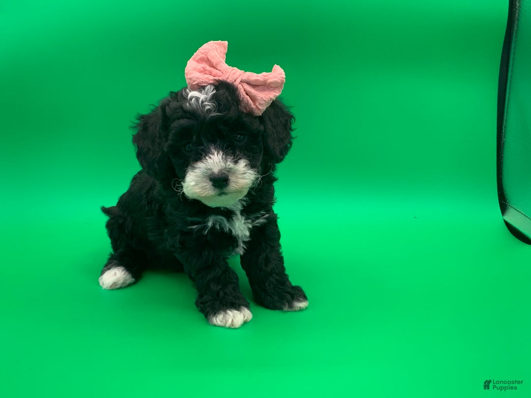 Toy Poodle dogs for sale: betsy - Ad 4