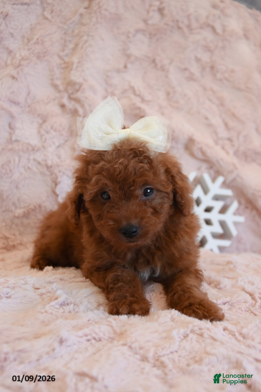 Mini Goldendoodle dogs for sale: Dixie - Ad 2