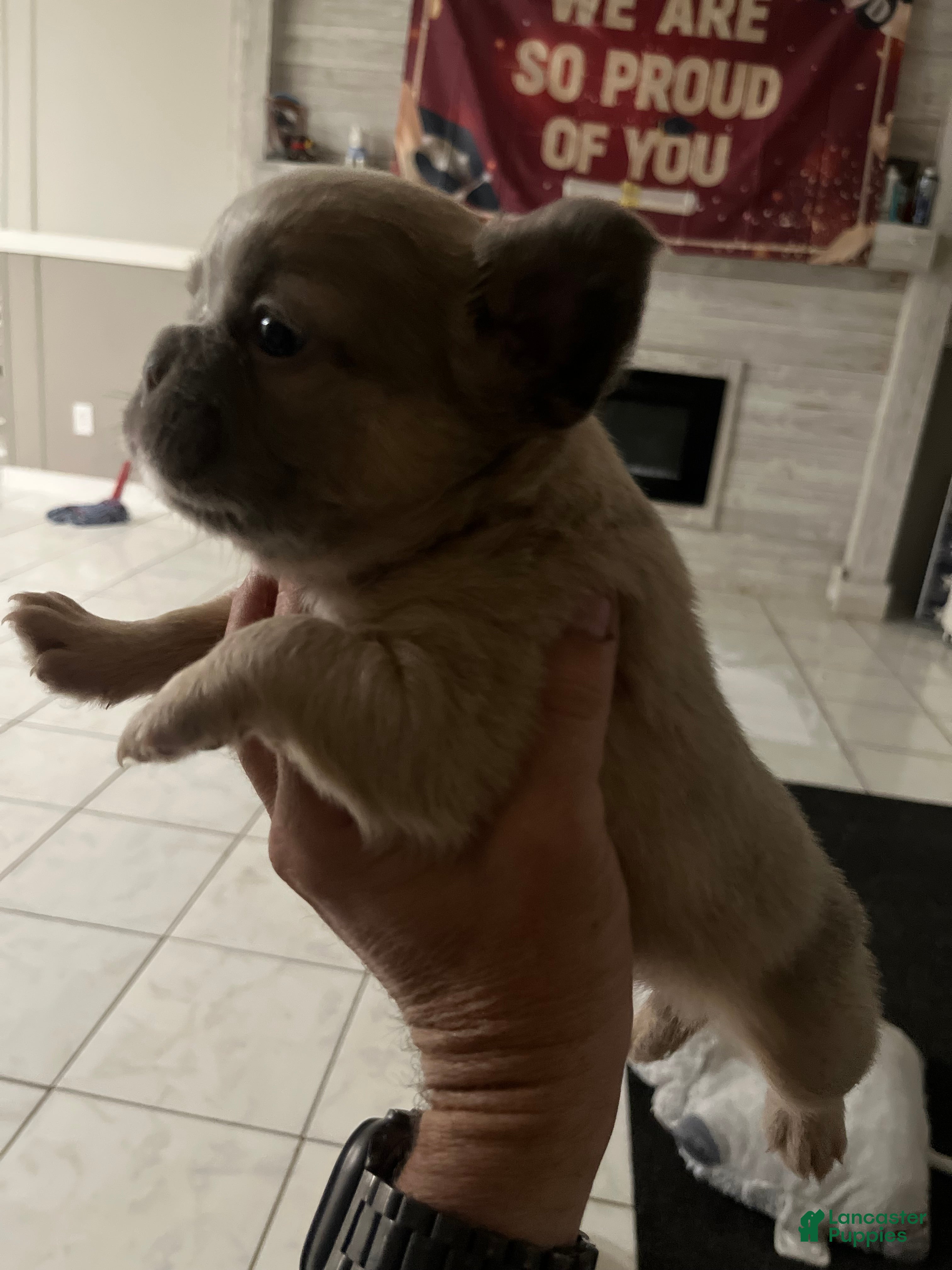French Bulldog dogs French Bulldog 4 - Ad 38