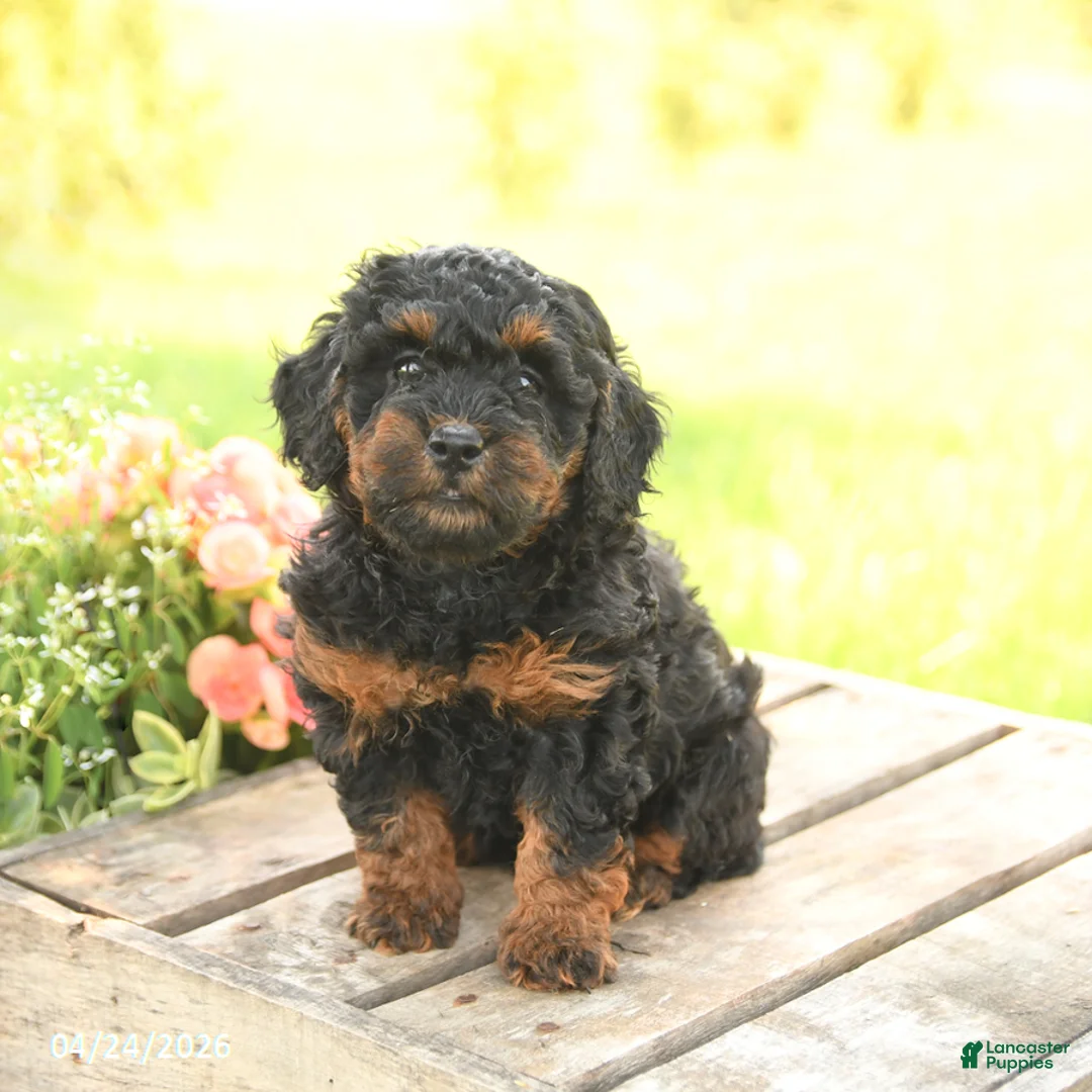 Miniature Poodle dogs for sale: Daisy - Ad 2