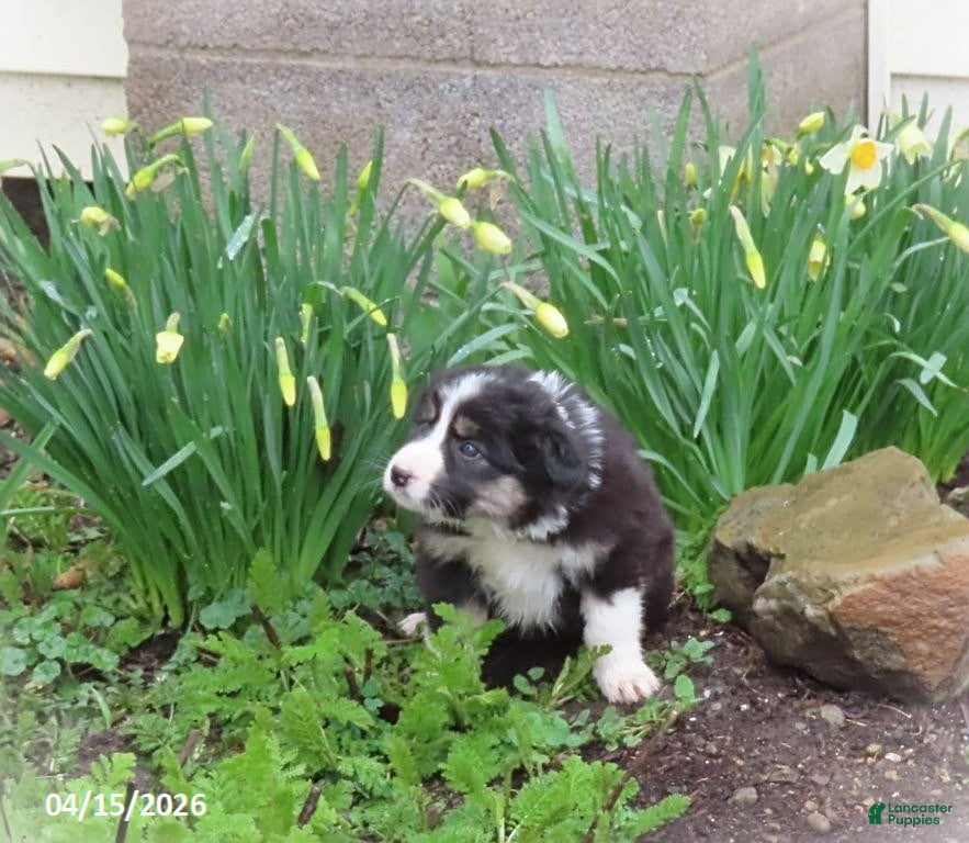 Mixed Breed dogs April - Ad 2