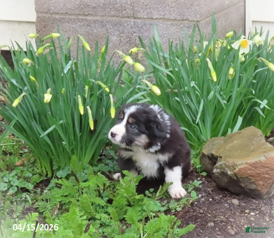 Mixed Breed dogs for sale: April - Ad 2