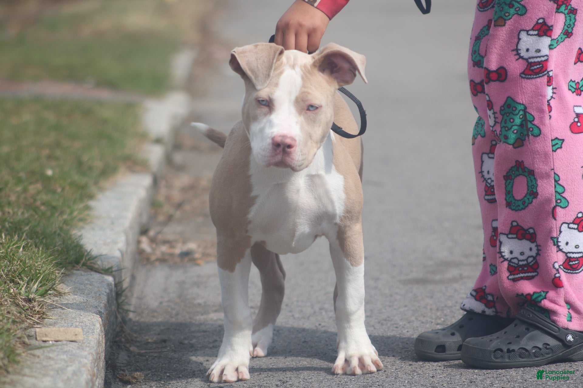 American Bully dogs American Bully Puppy 1 - Ad 1
