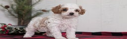 Cavapoo dogs for sale: Delilah  - Ad 10