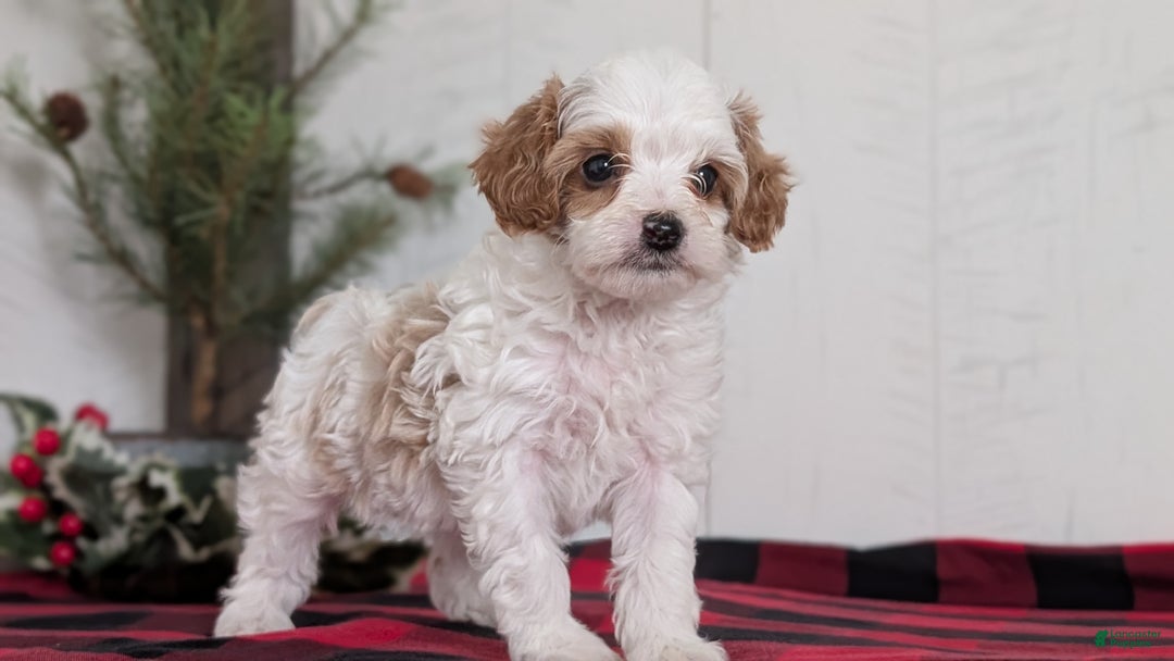 Cavapoo dogs for sale: Delilah  - Ad 10