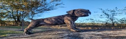 Catahoula Leopard Dog dogs for sale: Tracy II 2025 Female 4 - Ad 3