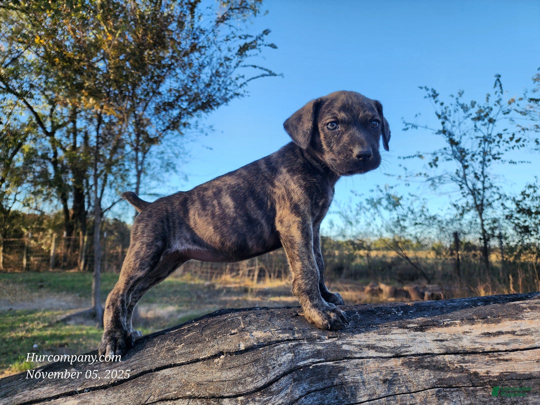 Catahoula Leopard Dog dogs for sale: Tracy II 2025 Female 4 - Ad 3
