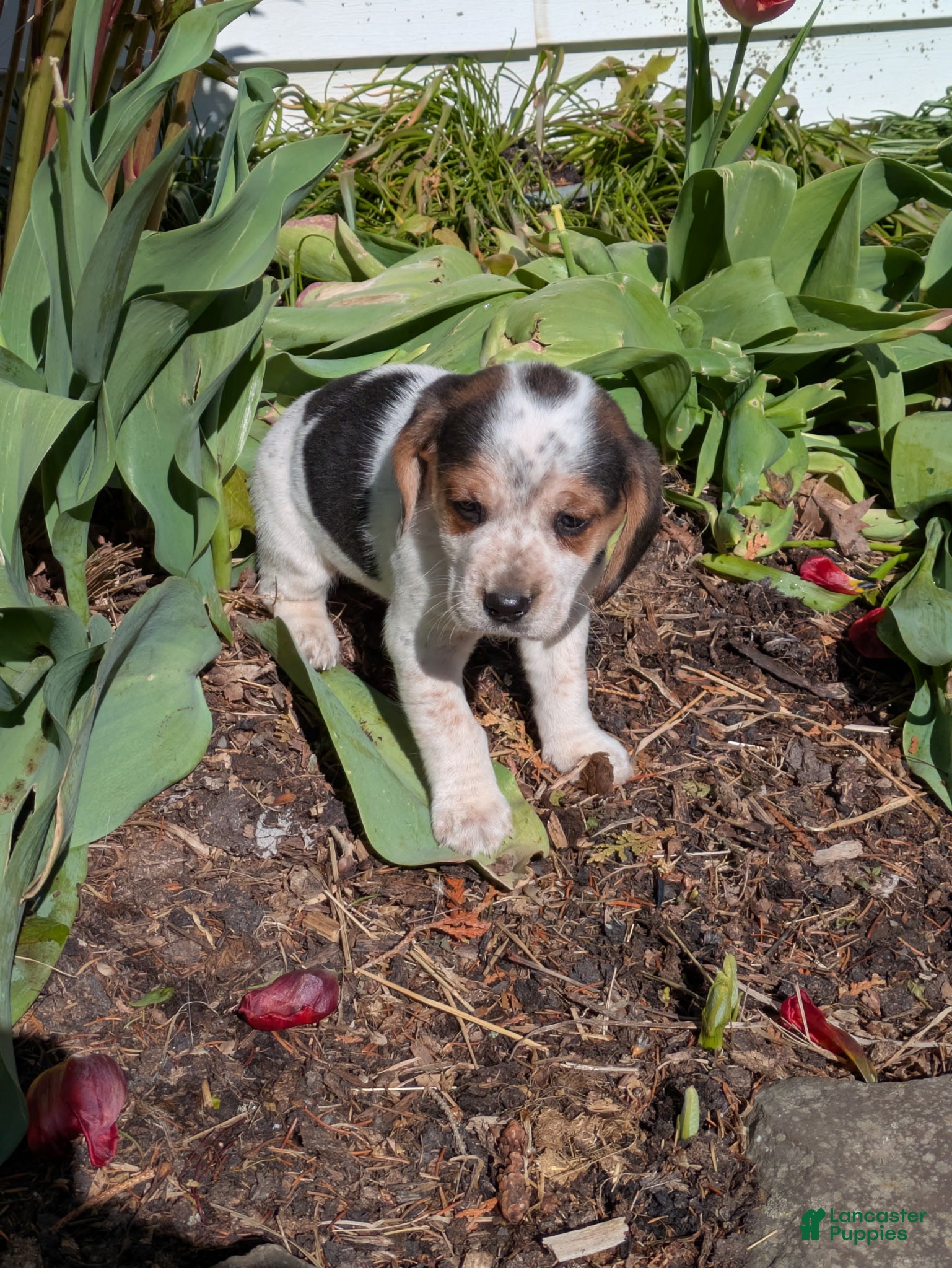 Beagle dogs Oliver❤️🐾AKC Registered❤️Males &Females❤️Text or Call 518–620-5081 - Ad 35