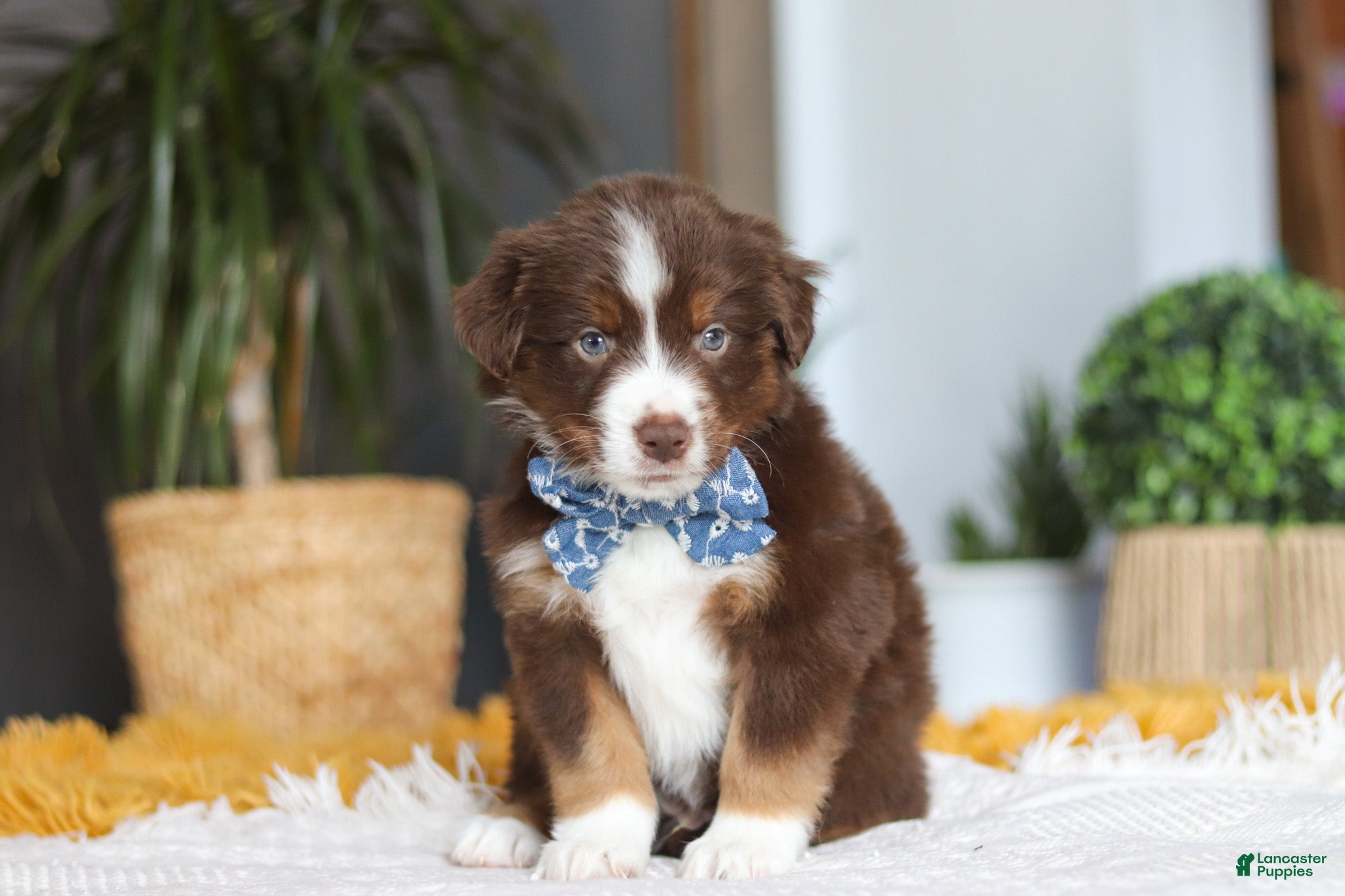 Australian Shepherd dogs Roma - Ad 1