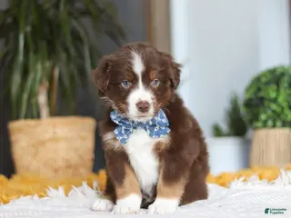 Australian Shepherd dogs for sale: Roma - Ad 4