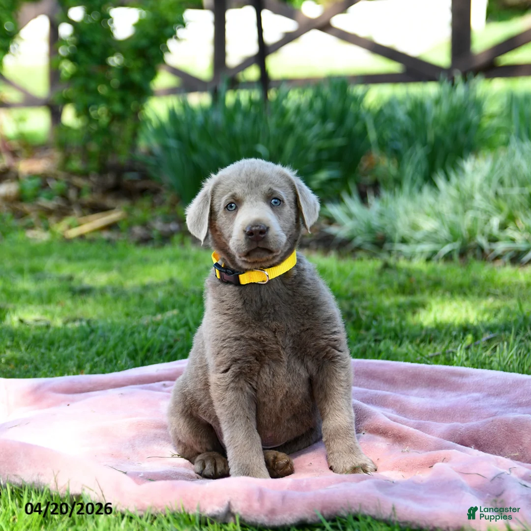 Labrador Retriever dogs for sale: Ezra - Ad 5