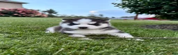 Siberian Husky dogs for sale: Bryce - Ad 6