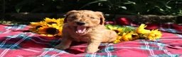 Mixed Breed dogs for sale: Simon- Irish Goldendoodle  - Ad 8