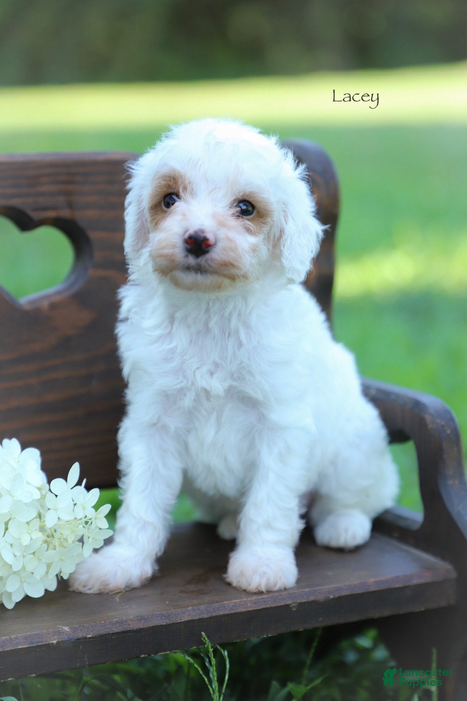 Miniature Poodle dogs Lacey - Ad 2