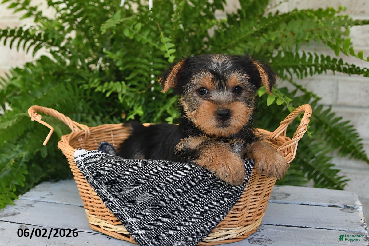 Yorkshire Terrier dogs Tinker - Ad 2
