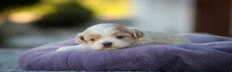 Shihpoo dogs for sale: Zaneeta Shihpoo  - Ad 4