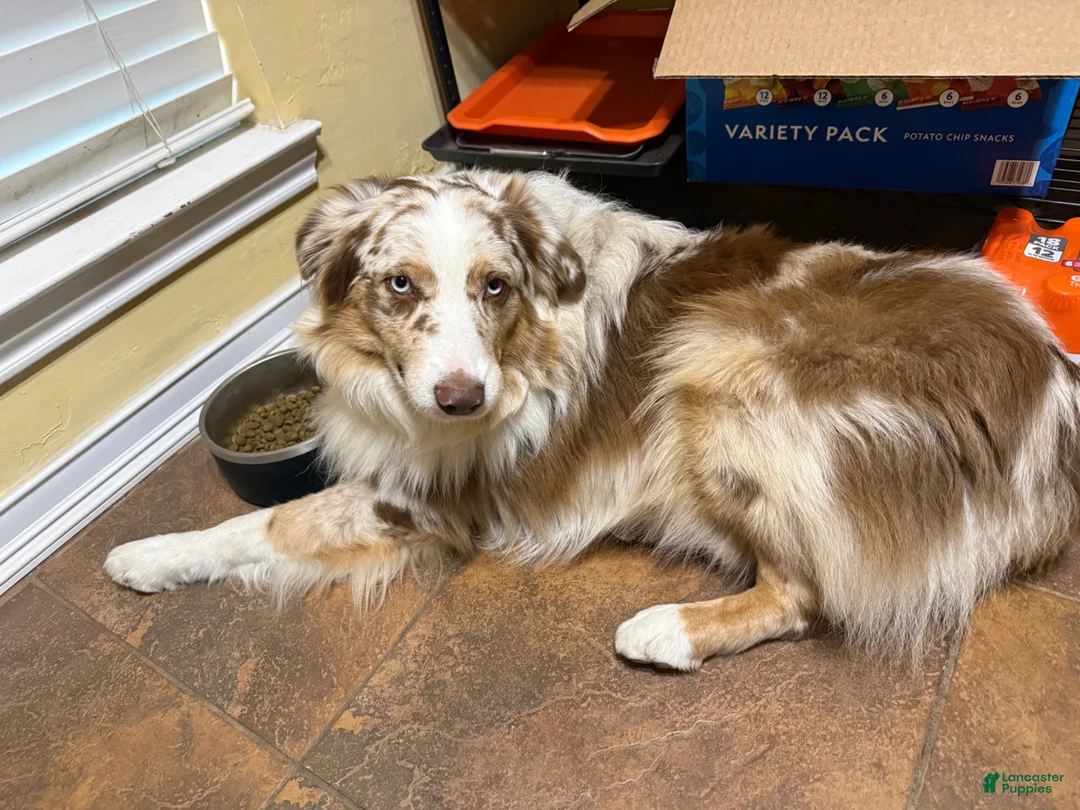 Australian Shepherd dogs for stud: Beau  - Ad 2