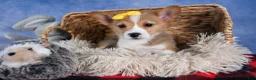 Welsh Corgi Pembroke dogs for sale: Monty - Ad 40