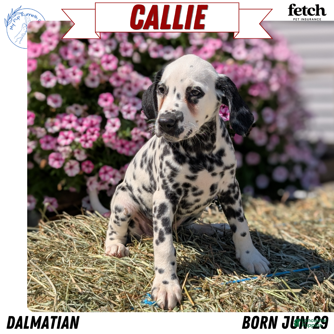 Dalmatian dogs Callie - Ad 1