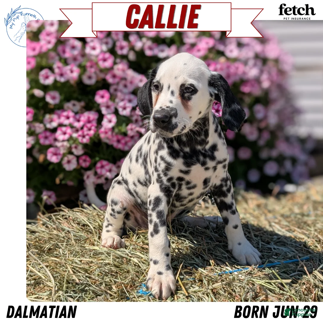 Dalmatian dogs for sale: Callie - Ad 1
